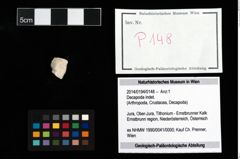 Foto (Objekt + Etikett) von Decapoda indet.  (NHMW-GEO-2014-0194-0148)